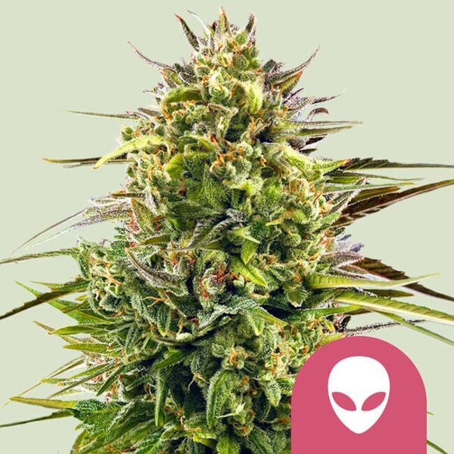 Alien OG Feminised Seeds
