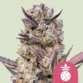 Tropicana Cookies Lila feminisierte Samen