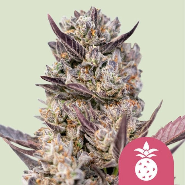 Tropicana Cookies Purple Feminised Seeds