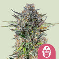 Pink Gorilla Feminised Seeds