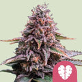 Pink Mist Feminisierte Samen