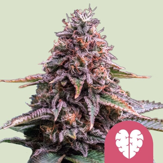 Pink Mist Feminised Seeds