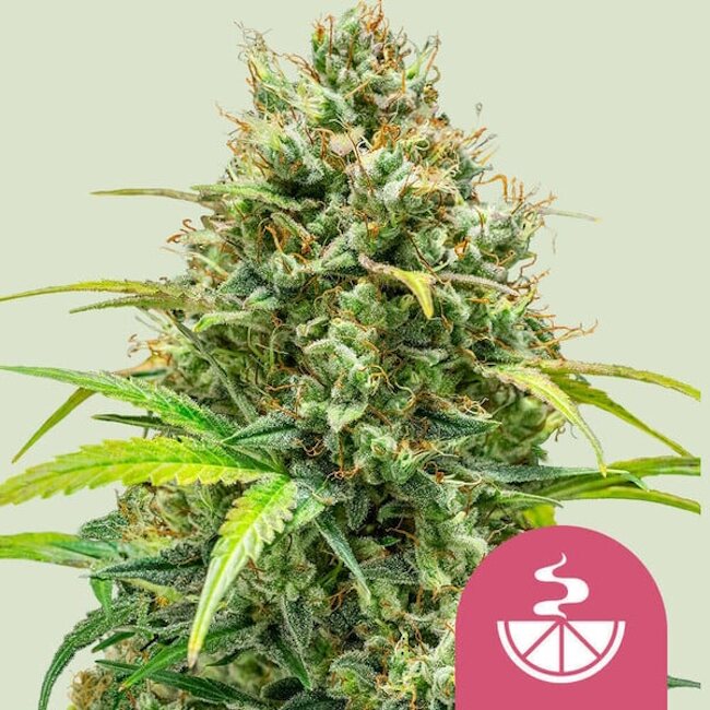 Lemon Skunk Feminised Seeds