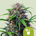 Purple Lemonade Auto Feminisierte Samen