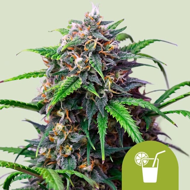 Purple Lemonade Auto Feminisierte Samen