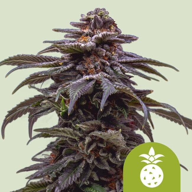 Tropicana Cookies Purple Auto Feminisierte Samen