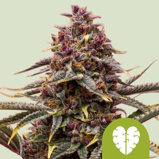 Pink Mist Auto Feminisierte Samen