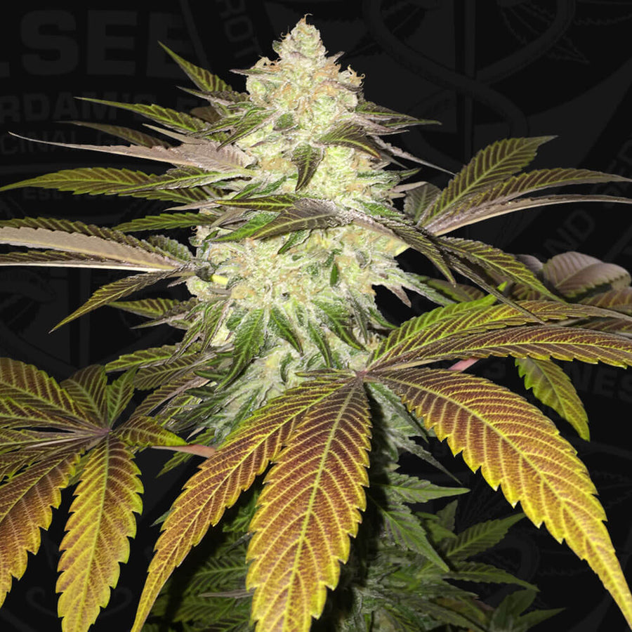 Orangesicle Feminised Seeds