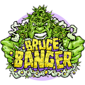 Semillas feminizadas de Bruce Banger Fast