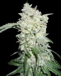 Semillas feminizadas Afghan Kush SPECIAL