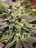 Warlock Feminised Seeds