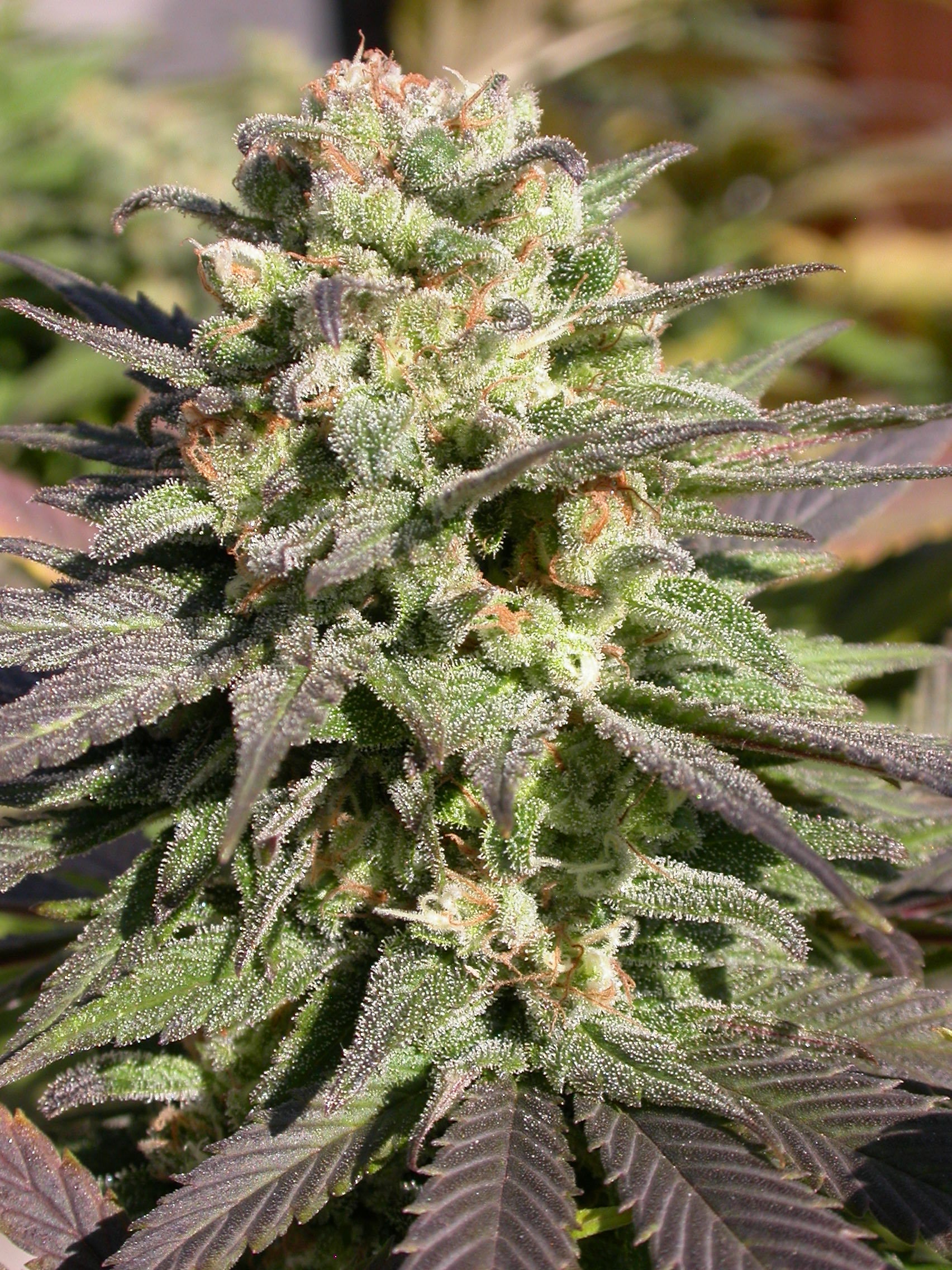 Warlock Feminised Seeds