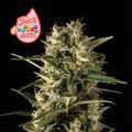Semillas feminizadas de Juicy Zkittlez Auto