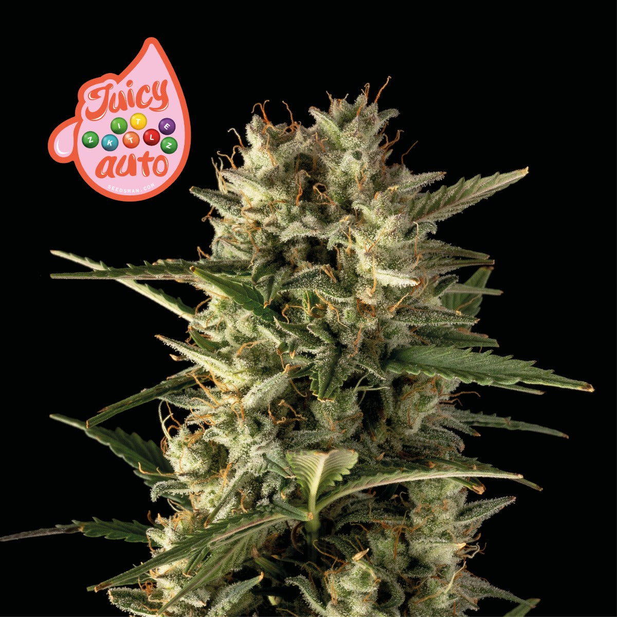 Juicy Zkittlez Auto Feminised Seeds