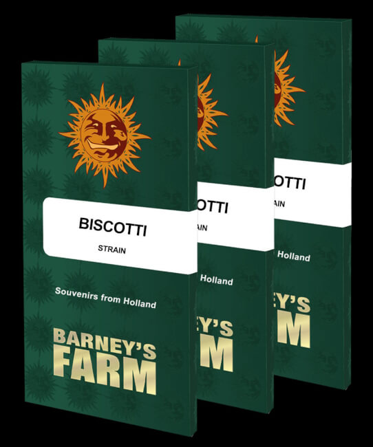 Biscotti Feminised Seeds