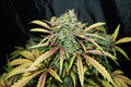 Amnesia-Standardsamen