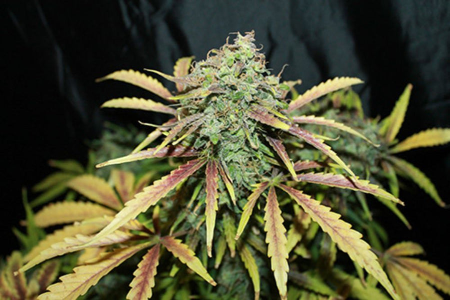 Amnesia Regular Seeds
