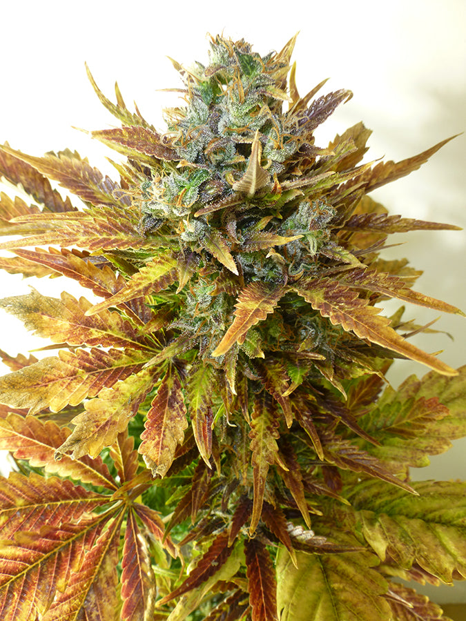 Sour Diesel Auto feminisierte Samen - Großpackung x 100