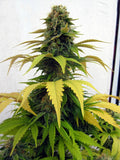 Blueberry Feminised Seeds - Bulk x 100