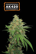 Semillas feminizadas AK420 Auto