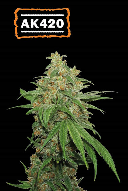 Semillas feminizadas AK420 Auto