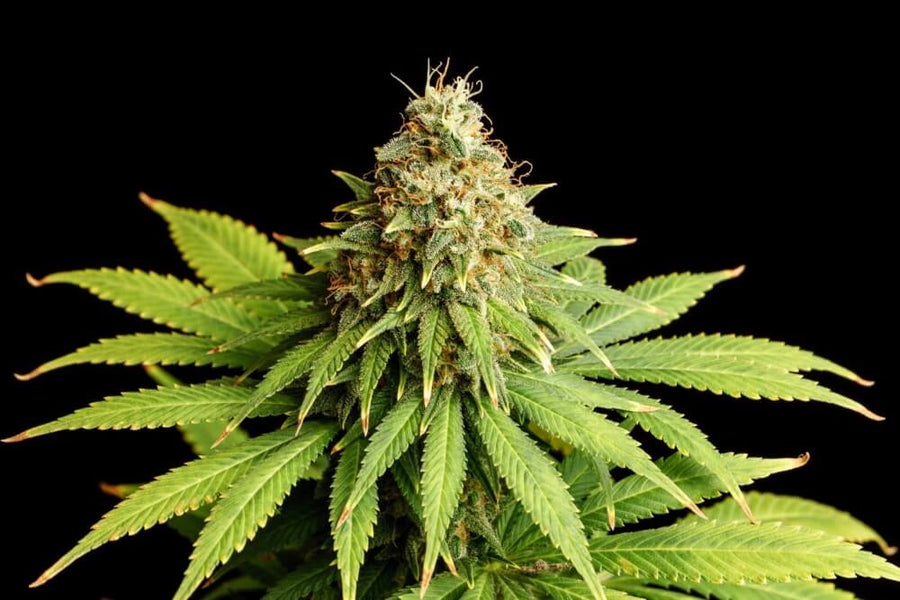Hellfire OG Feminised Seeds