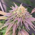 Semillas feminizadas Ghost OG FAST - A GRANEL x 100