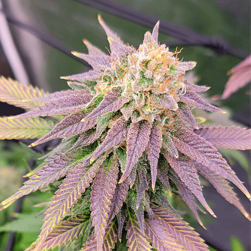 Ghost OG FAST Feminisierte Samen - Großpackung x 100