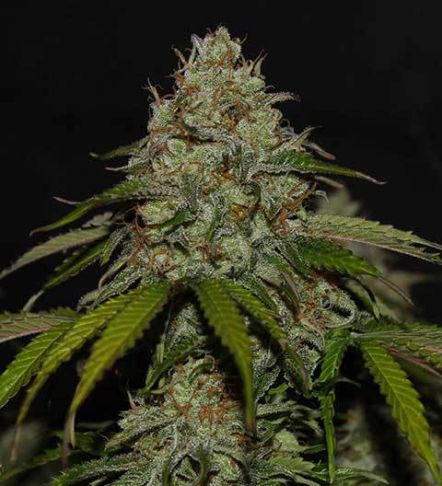 Ghost Train Haze Auto Feminisierte Samen - Großpackung x 100