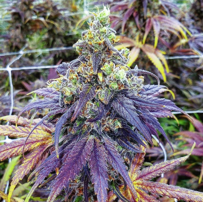 Purple Urkle FAST Feminised Seeds - BULK x 100