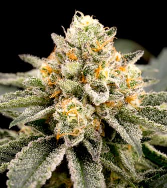 Zombie Kush FAST Feminised Seeds - BULK x 100