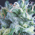 Semillas feminizadas de Gelato Auto