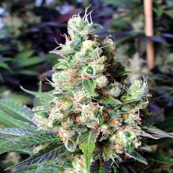 NYC Diesel Auto feminisierte Samen - Großpackung x 100