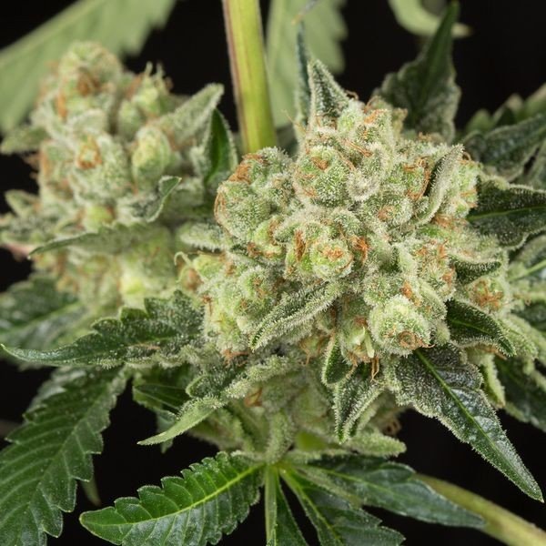 OG Kush Auto Feminisierte Samen - Großpackung x 100