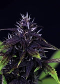 Semillas feminizadas Tiger-One Kush CBD 30:1 Auto - A GRANEL x 100