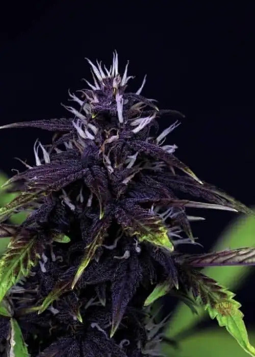 Semillas feminizadas Tiger-One Kush CBD 30:1 Auto - A GRANEL x 100