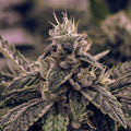 White Widow Auto Feminisierte Samen - Großpackung x 100