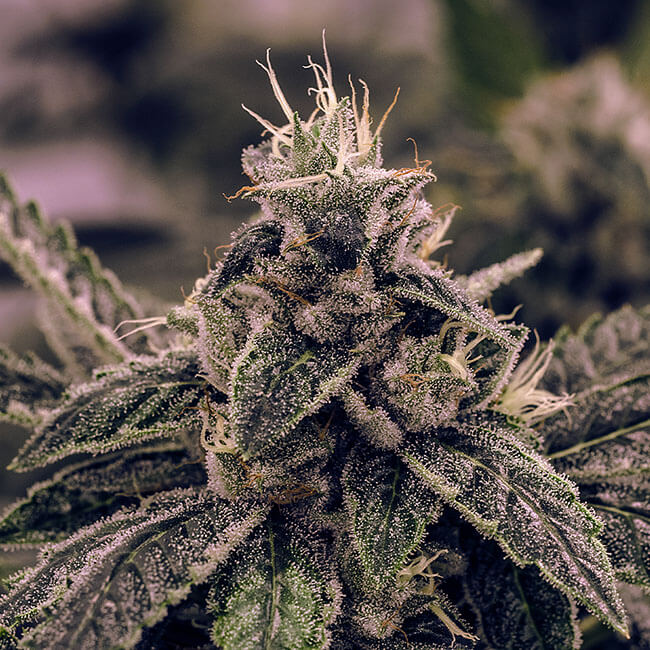 White Widow Auto Feminisierte Samen - Großpackung x 100