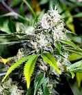 White Widow FAST Feminisierte Samen - Großpackung x 100
