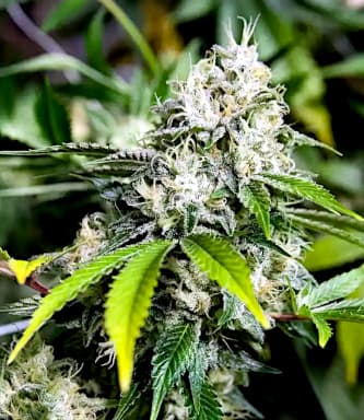 White Widow FAST Feminisierte Samen - Großpackung x 100