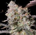 Zkittlez x Gorilla Auto Feminisierte Samen - Großpackung x 100