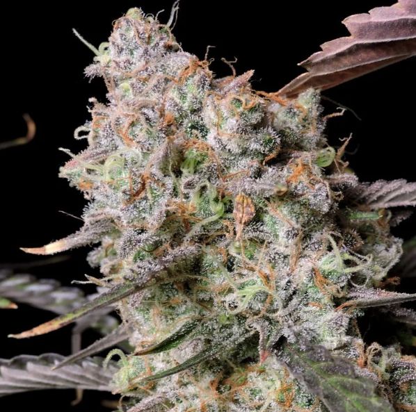 Zkittlez x Gorilla Auto Feminisierte Samen - Großpackung x 100