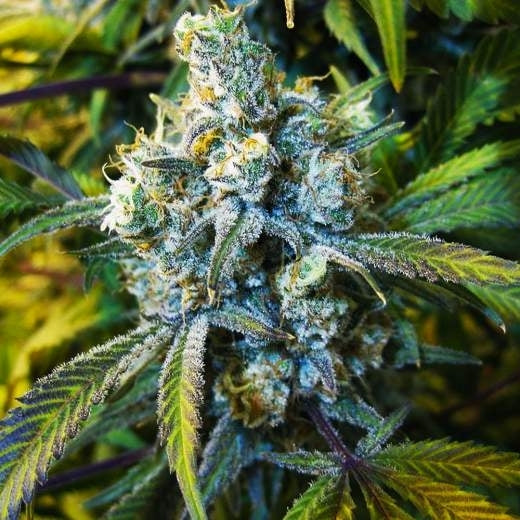 Super Silver Haze feminisierte Samen