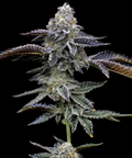 Blue Dream Auto Feminisierte Samen - Großpackung x 100