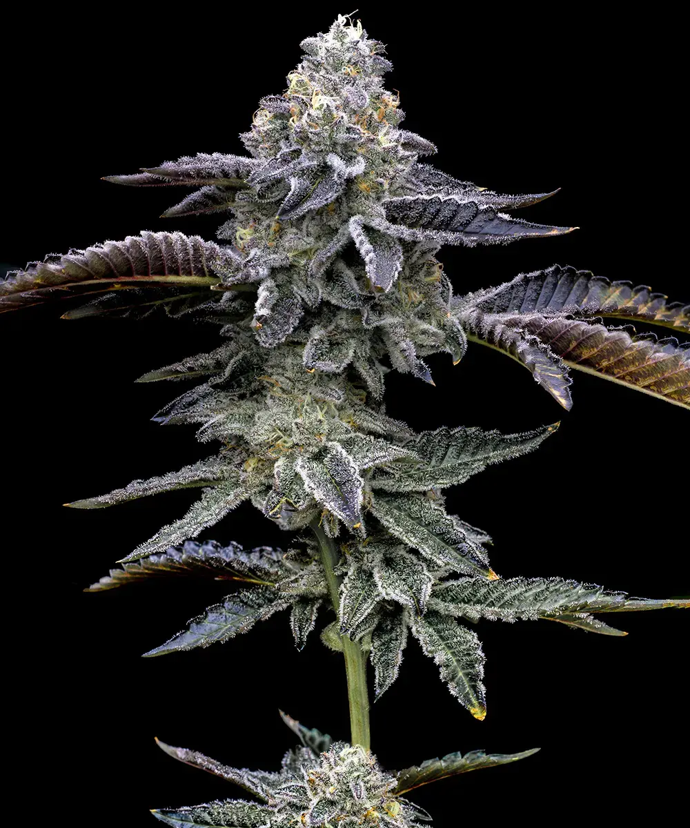 Blue Dream Auto Feminisierte Samen - Großpackung x 100