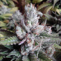 Alien OG feminisierte Samen - Großpackung x 100