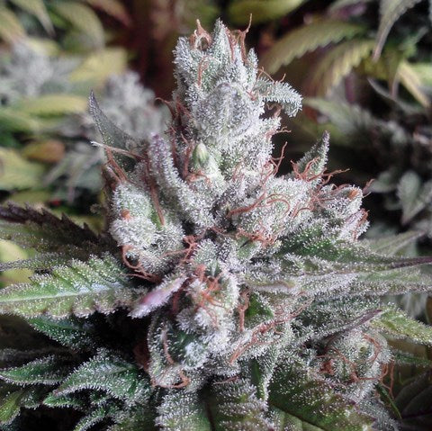 Alien OG feminisierte Samen - Großpackung x 100