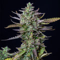 Blue Cheese Auto Feminised Seeds - BULK x 100
