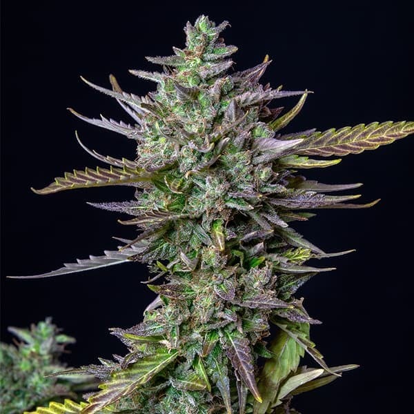 Blue Cheese Auto Feminised Seeds - BULK x 100