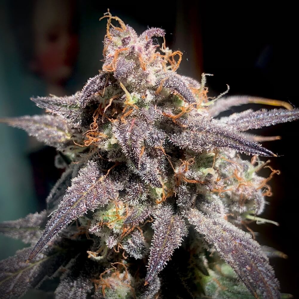 Semillas feminizadas de Super Orange Haze Auto